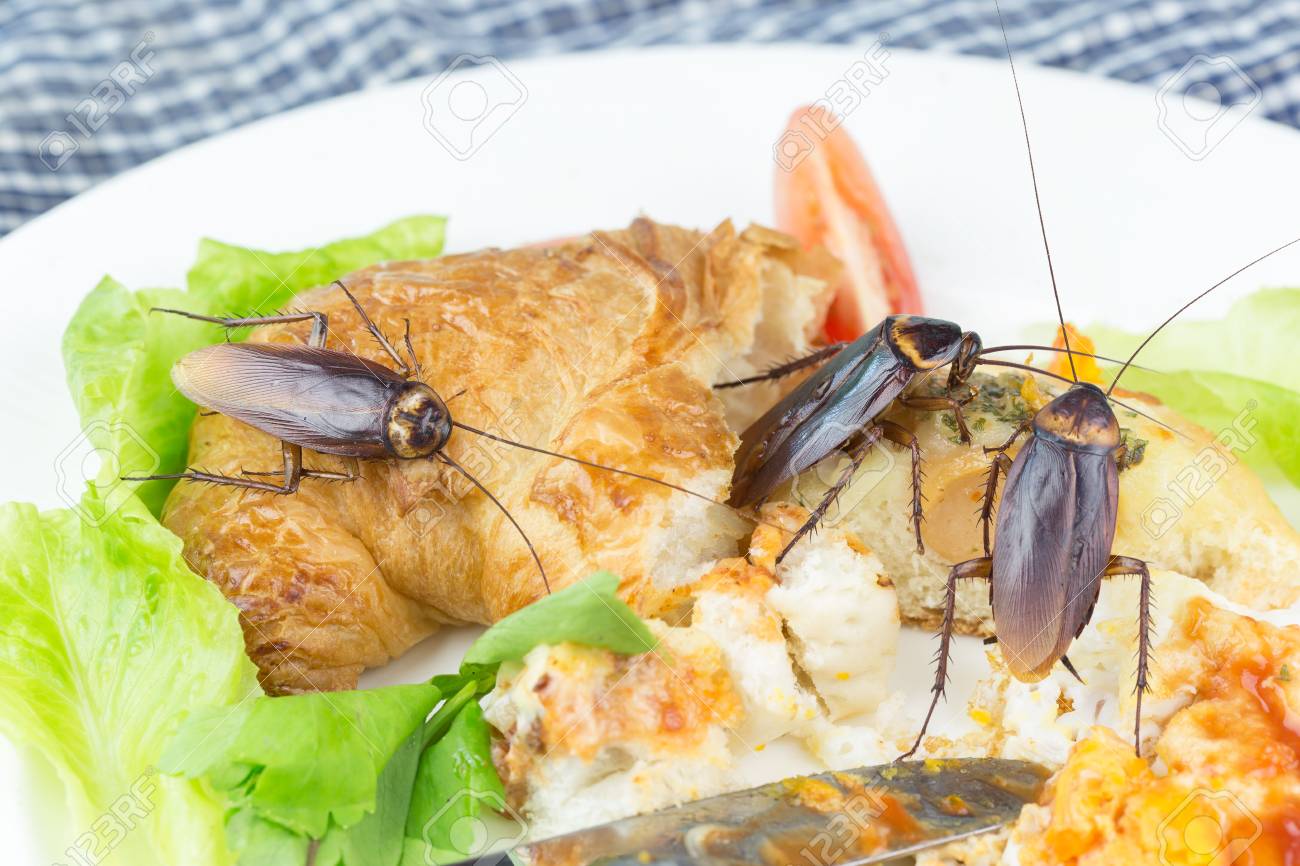 roaches on kitchen table